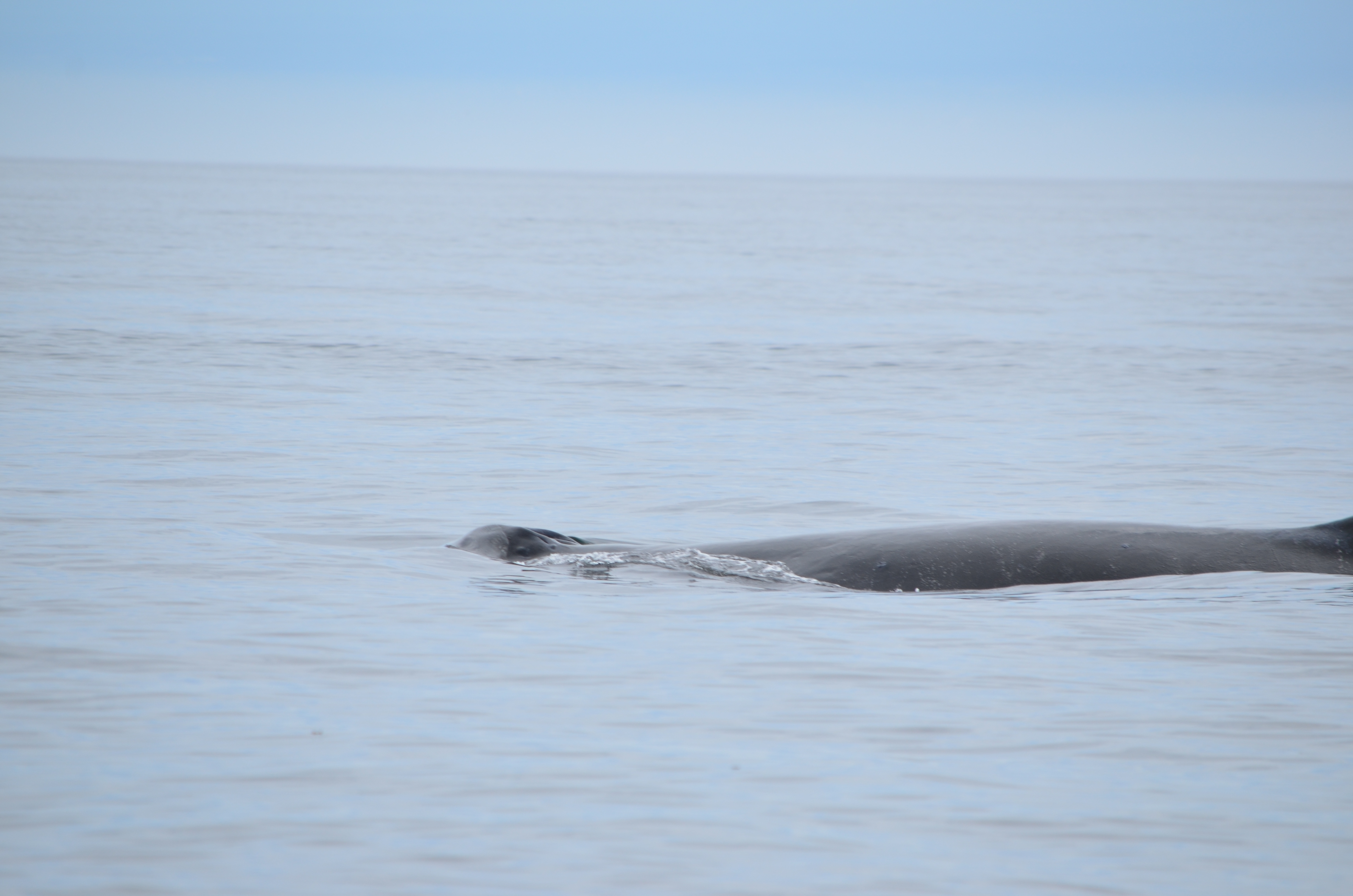 photos/wildlife/Mammal_Species/Humpback Whale/DSC_0104.JPG